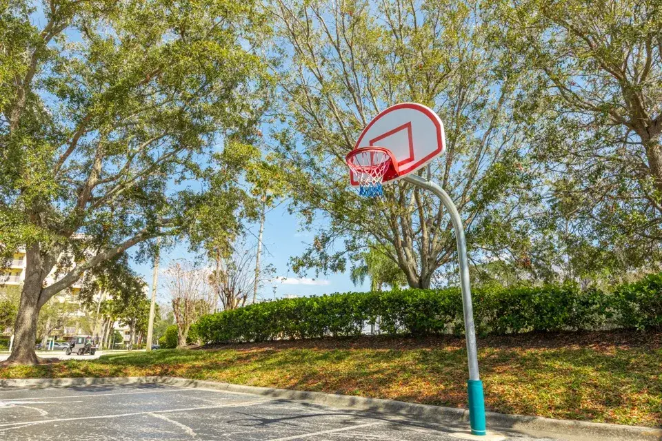 Outdoor basketball hoop surrounded by oak trees