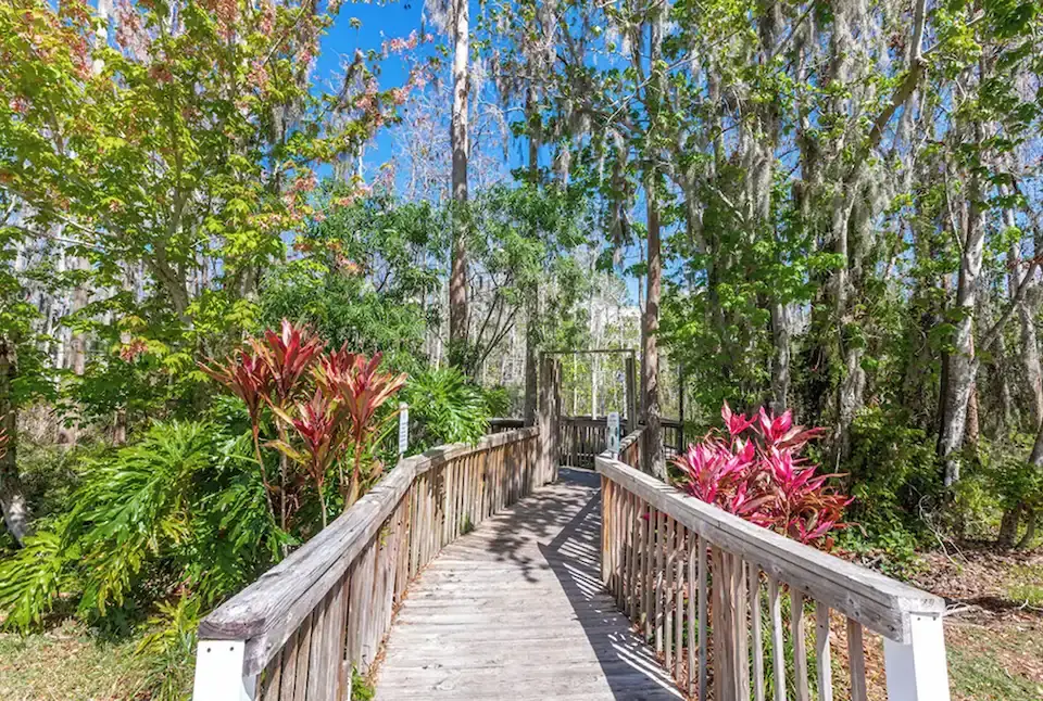 Wooden boardwalk winding through a Florida nature preserve